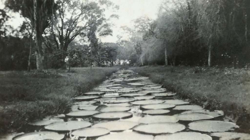 Botanical Gardens, Georgetown, British Guiana - 1939