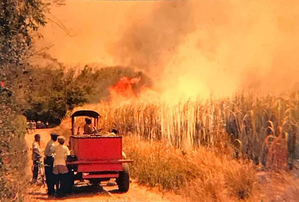 Sugar cane fire - Barbados