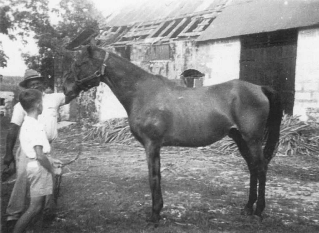 Ashbury Plantation horse Bensam
