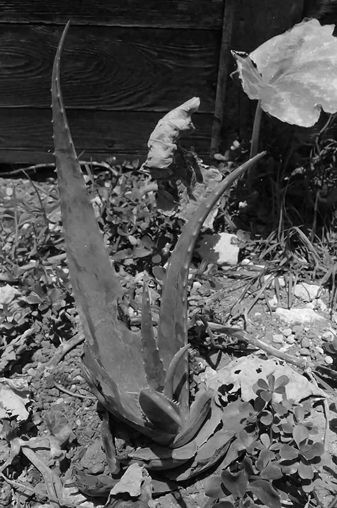 Barbados Bush Tea