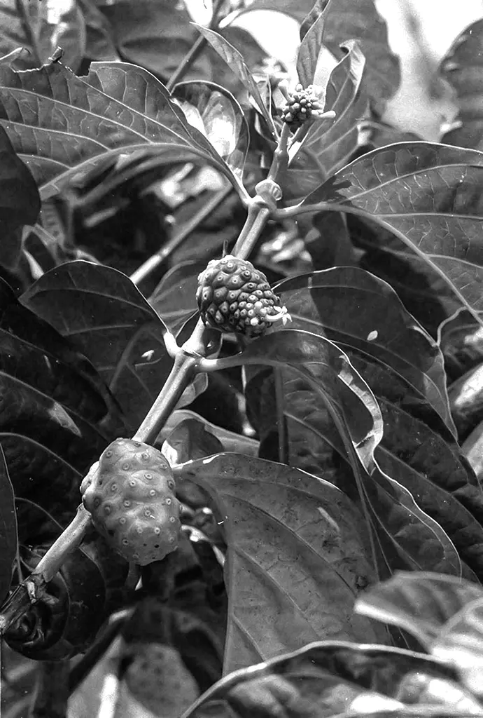 Barbados Bush Tea