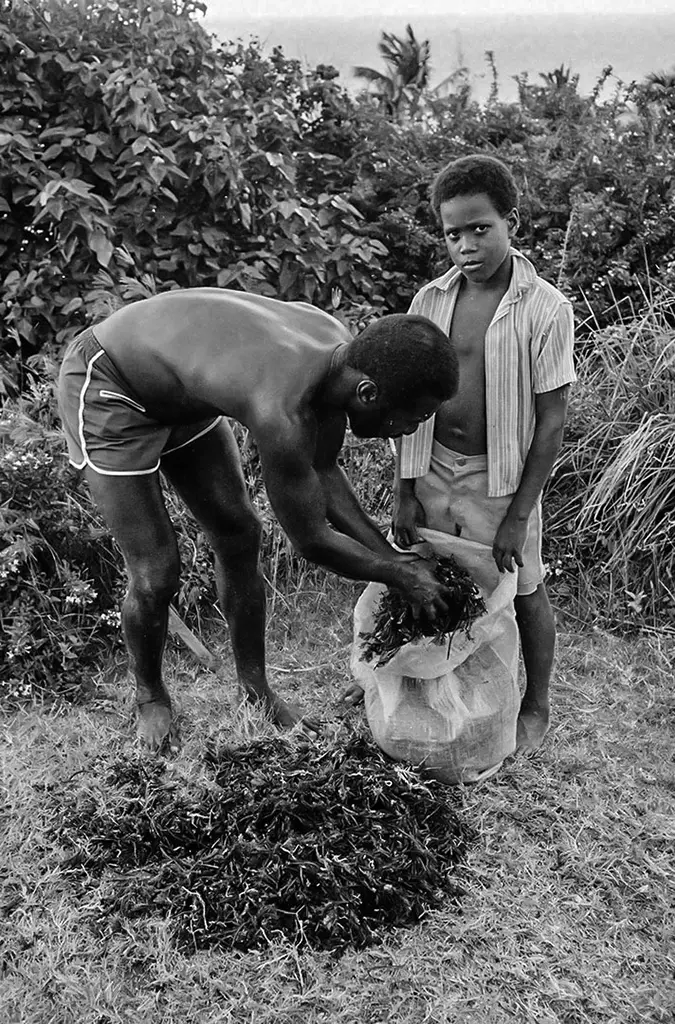 Barbados Bush Tea