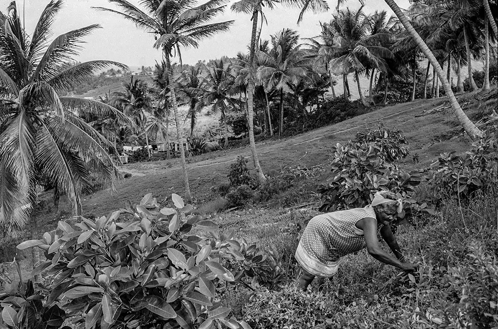 Barbados Bush Tea