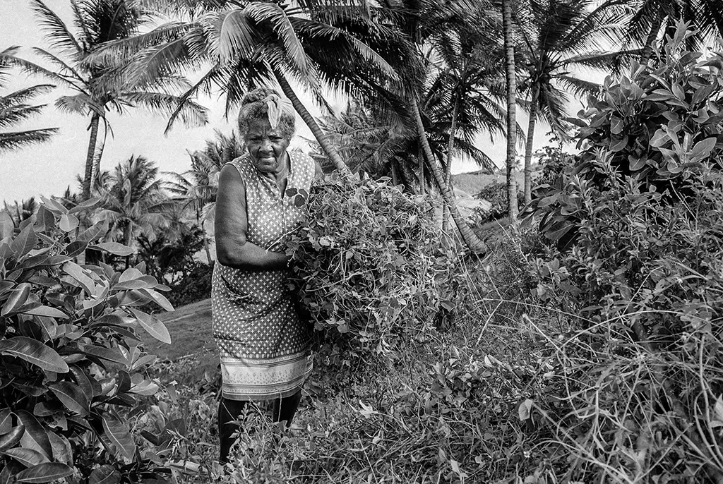 Barbados Bush Tea
