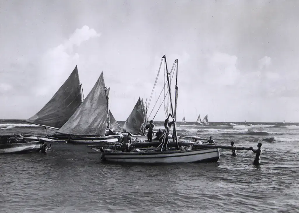 Barbados flying fish fishing fleet