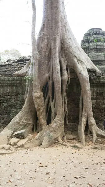 Ta Prohm - Tomb Raider Temple