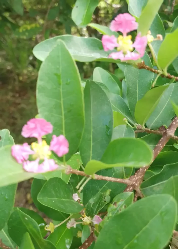 The Barbados Cherry by Iris Bayley / Iris Bannochie