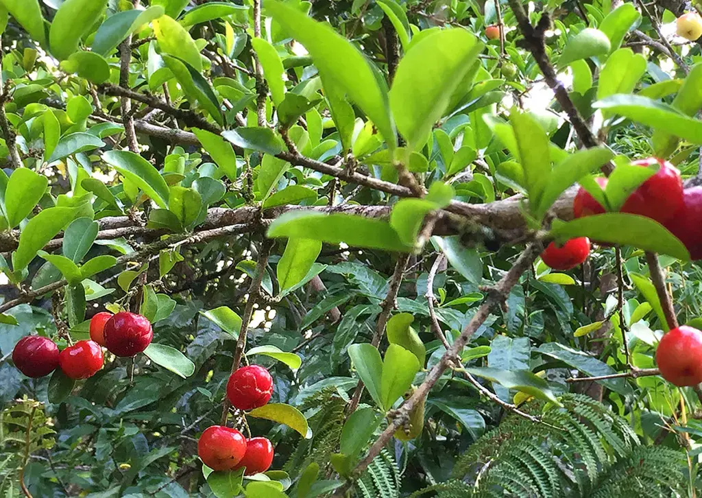 The Barbados Cherry by Iris Bayley / Iris Bannochie