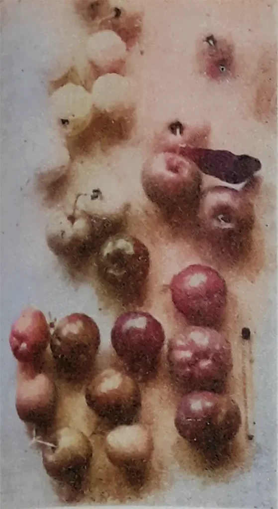 The Barbados Cherry by Iris Bayley / Iris Bannochie