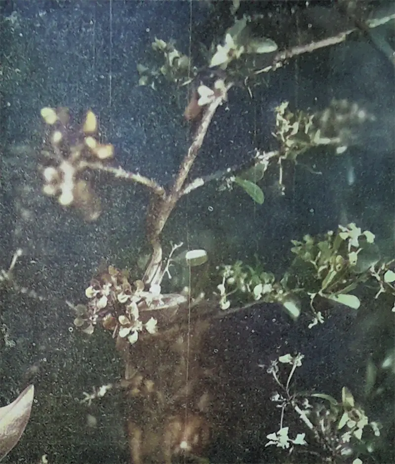 The Barbados Cherry by Iris Bayley / Iris Bannochie