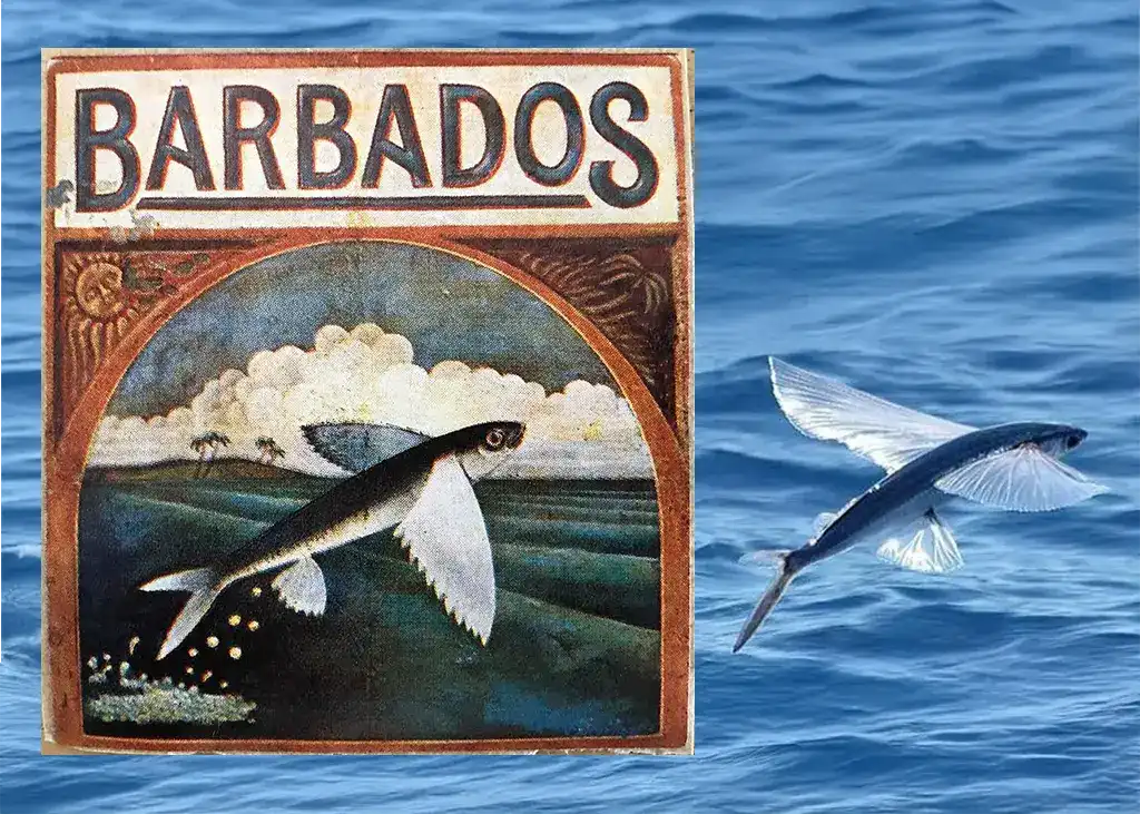 Barbados Luggage Sticker BajanThings Flying Fish