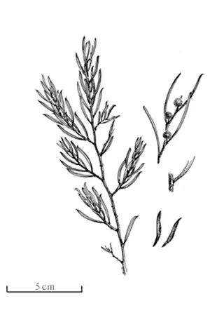 Acacia Bynoeana