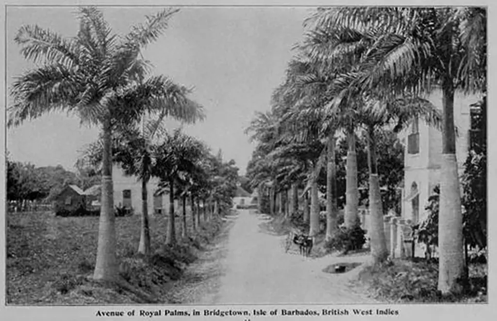 Belleville Village, Bridgetown Barbados