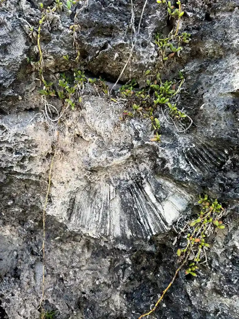 Inverted Boulder / Bottom-up boulder